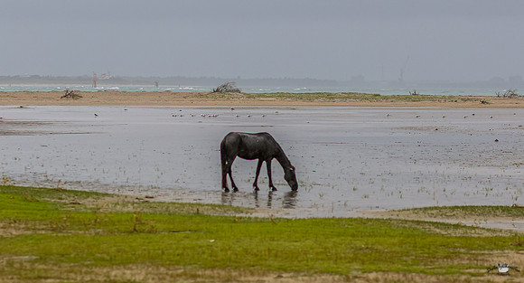 sdkshacklefordbanks-21