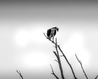 shotsbysheridan-14
