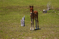 sdkshacklefordbanks-61