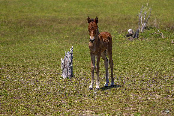 sdkshacklefordbanks-61