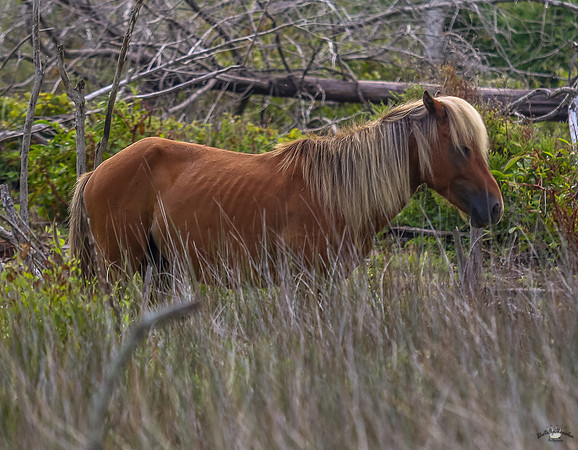 ponypatrol2025-15
