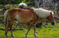 ponypatrol2025-31