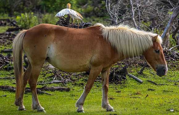 ponypatrol2025-31