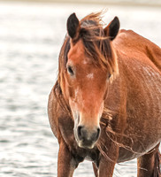 PonyPatrol25-44