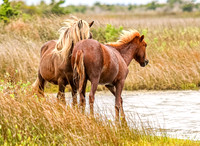 PonyPatrol25-77