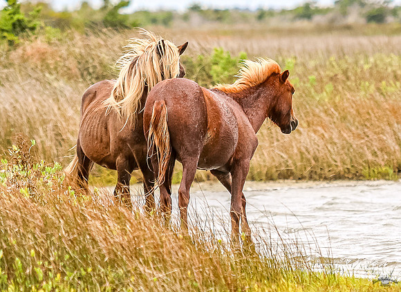 PonyPatrol25-77