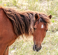 PonyPatrol25-140