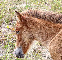 PonyPatrol25-142
