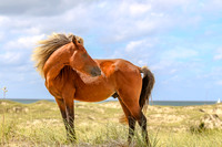 PonyPatrol25-165