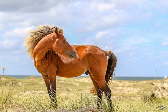 PonyPatrol25-165