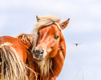 PonyPatrol25-171