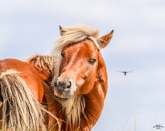 PonyPatrol25-171