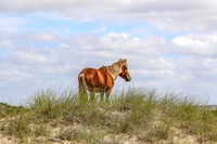 PonyPatrol25-175