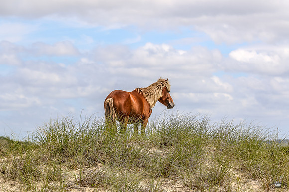 PonyPatrol25-175