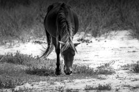 shotsbysheridan-11