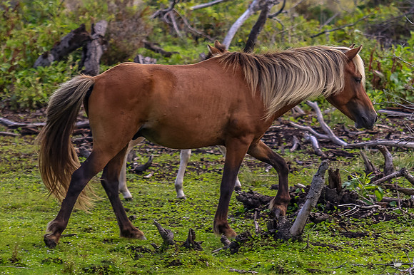 ponypatrol2025-39