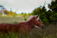 shotsbysheridan-4