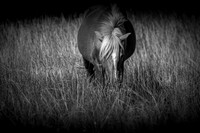 shotsbysheridan-7