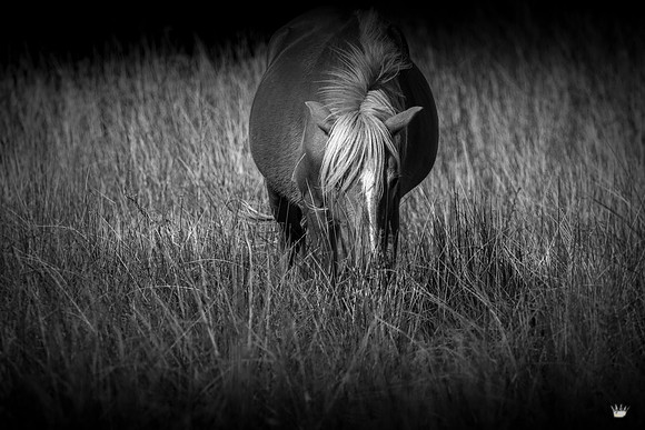 shotsbysheridan-7