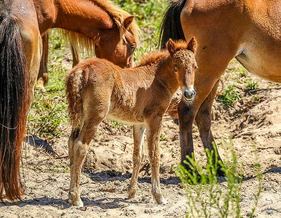 shotsbysheridan-99