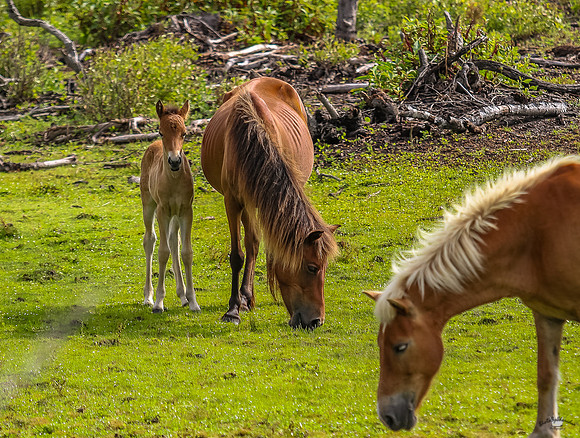 ponypatrol2025-20