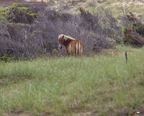 ponypatrol2025-60