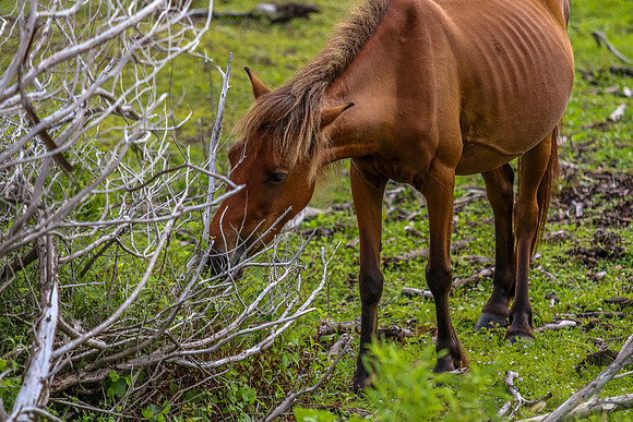 ponypatrol2025-61