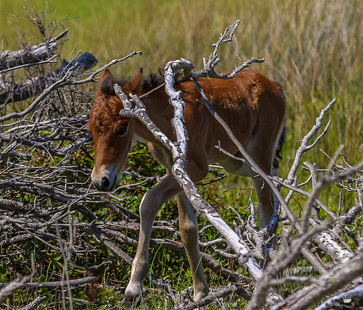 sdkshacklefordbanks-103