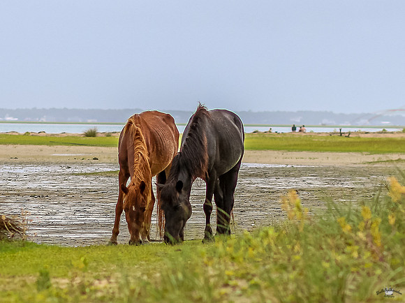 sdkshacklefordbanks-38