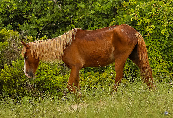 sdkshacklefordbanks-14
