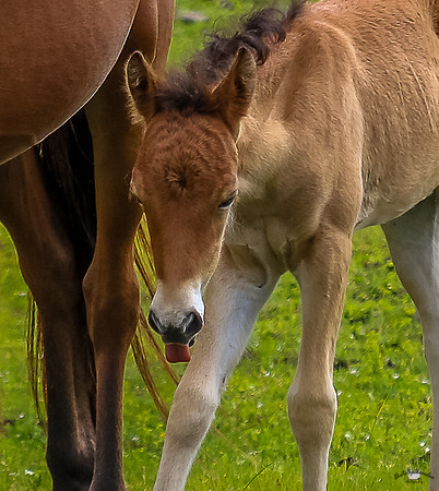 ponypatrol2025-45