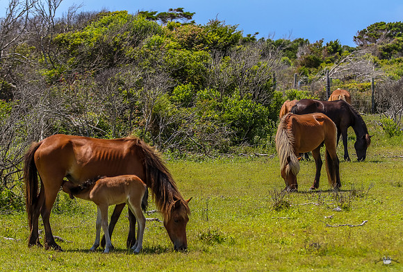 sdkshacklefordbanks-82