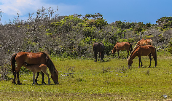 sdkshacklefordbanks-78