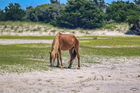 sdkshacklefordbanks-42
