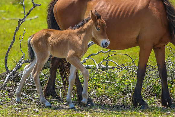sdkshacklefordbanks-73