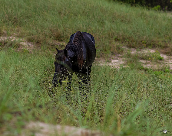 sdkshacklefordbanks-22