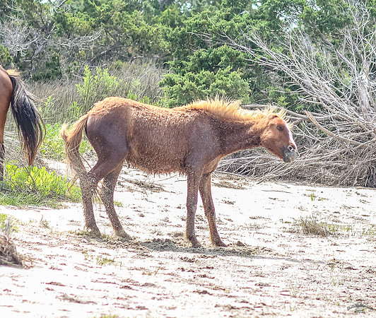 SDK-32