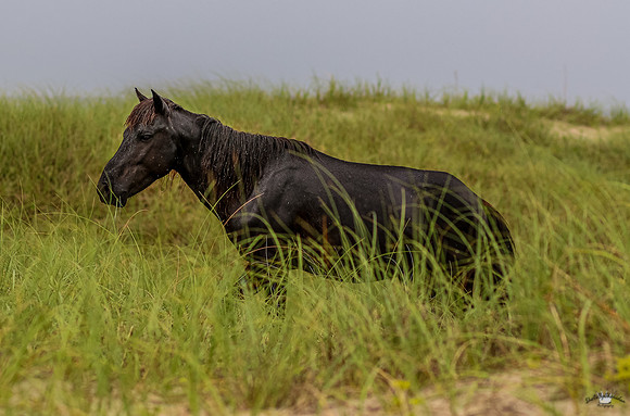 sdkshacklefordbanks-23