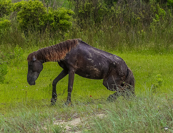 sdkshacklefordbanks-9