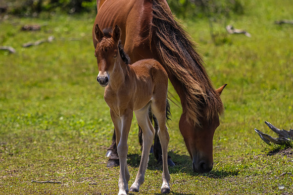 sdkshacklefordbanks-71