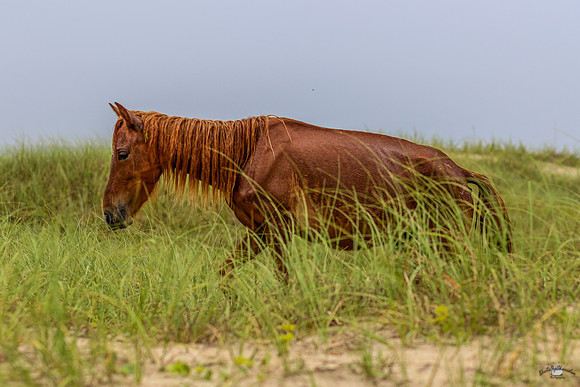 sdkshacklefordbanks-27