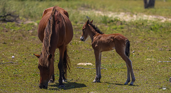 sdkshacklefordbanks-57