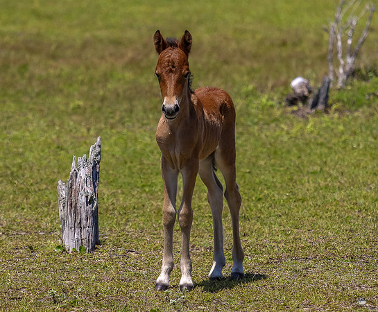 sdkshacklefordbanks-60