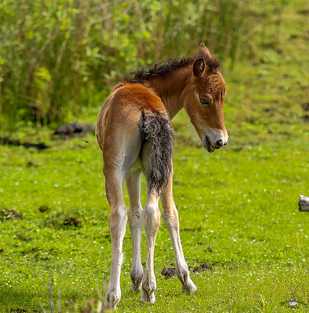 ponypatrol2025-57