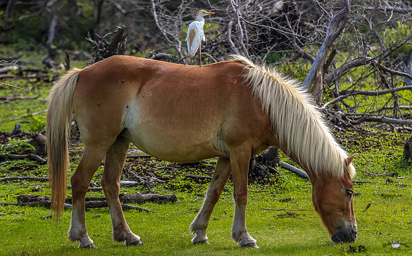 ponypatrol2025-24