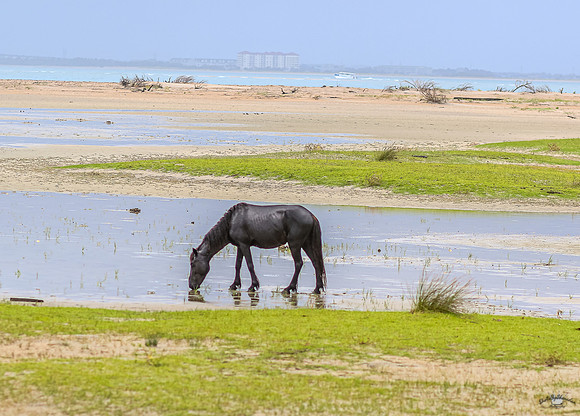 sdkshacklefordbanks-28