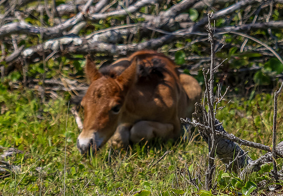 sdkshacklefordbanks-105