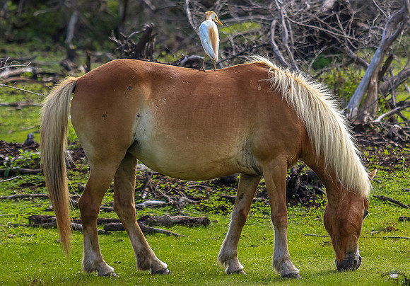 ponypatrol2025-26