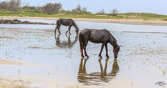 sdkshacklefordbanks-33