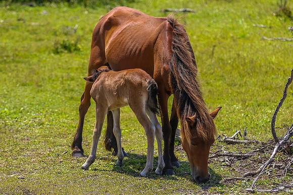 sdkshacklefordbanks-72